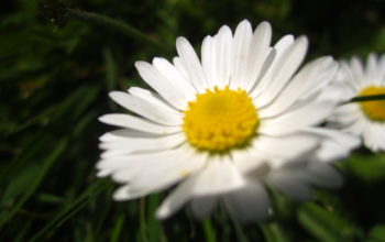 daisy